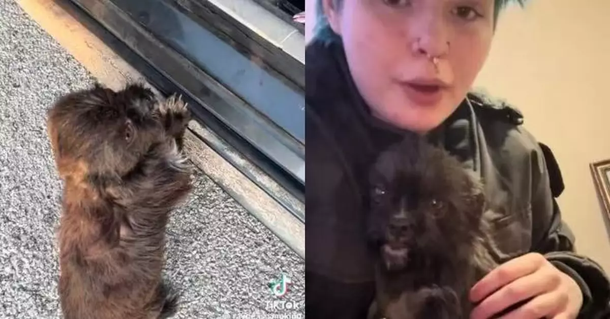 公路徘徊後勇敢跳上車 流浪懷孕母犬終獲女子暖心收編扭轉命運