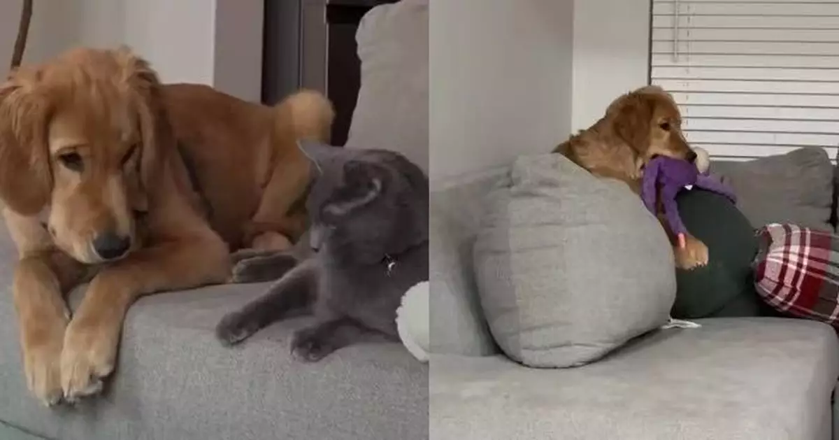 自幼與貓貓一同長大 黃金獵犬行為舉止「貓化」學識踩奶動作