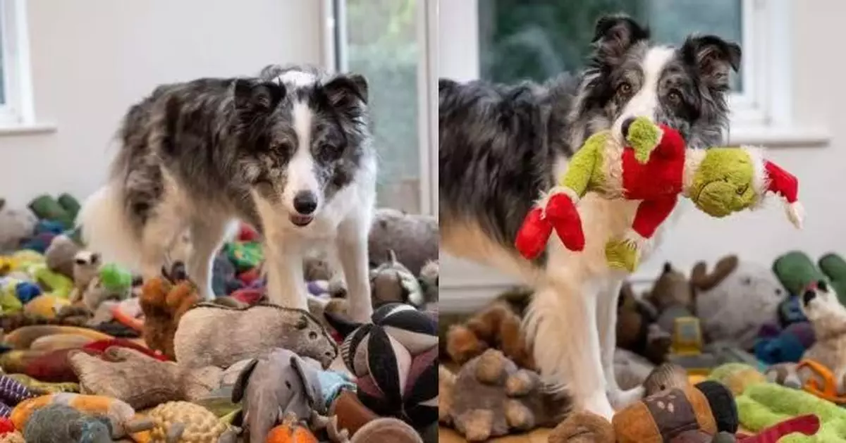 全球僅約10隻！英7歲邊境牧羊犬可認220玩具名稱獲認證「天才犬」