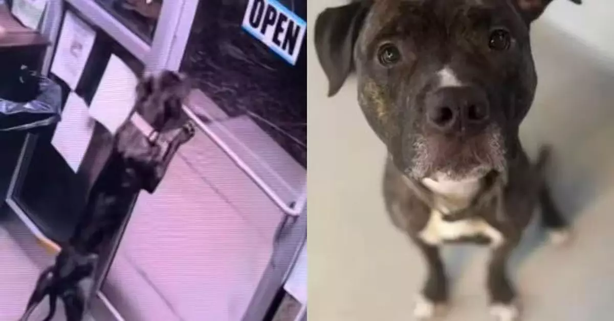 不是AI！狗狗自行打開2道門「越獄」 熟練開鎖技巧震驚收容所職員