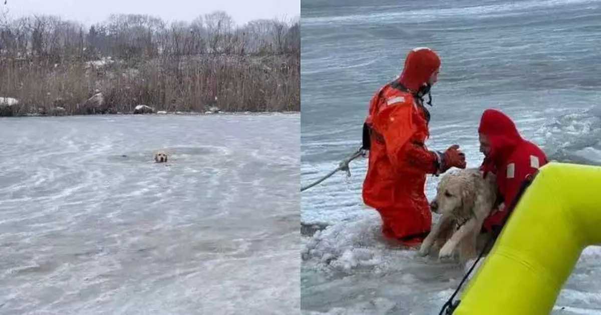 冰面突破裂 黃金獵犬墮結冰池塘獲消防冒嚴寒入冰水營救終化險為夷