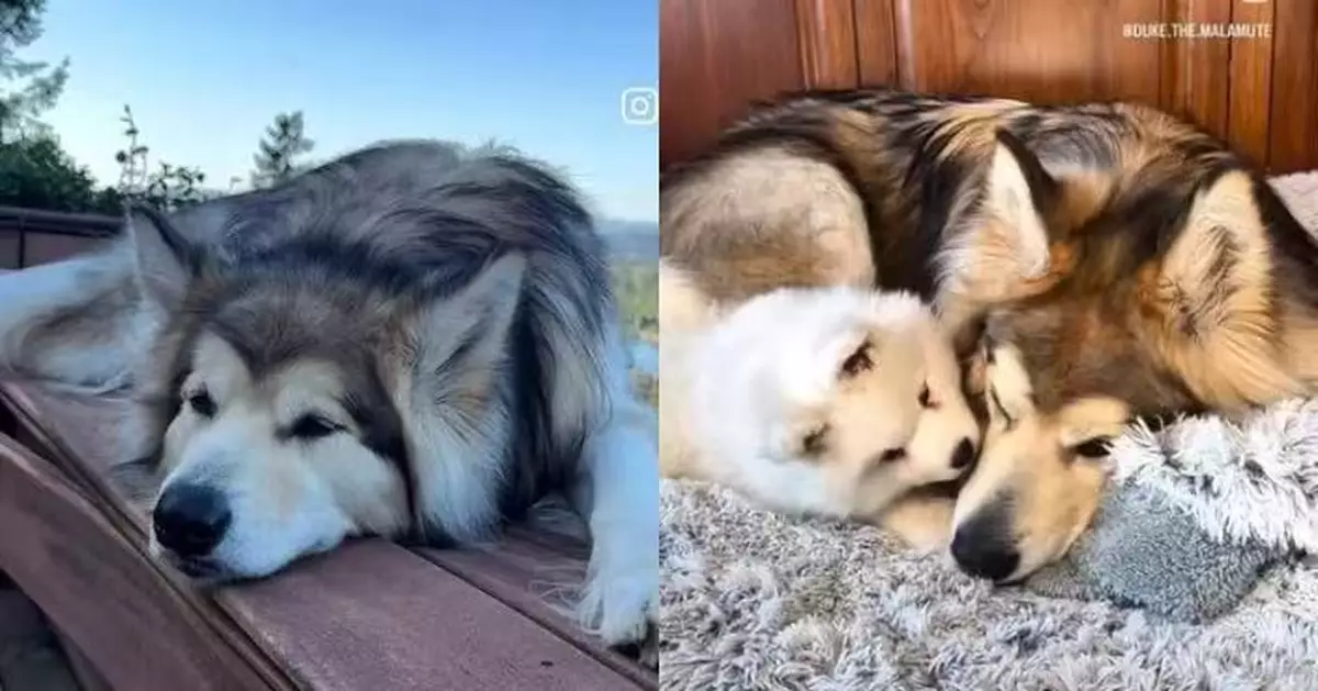 見愛犬因體型龐大遭同伴冷落感不忍 美飼主再領養幼犬助圓交友夢