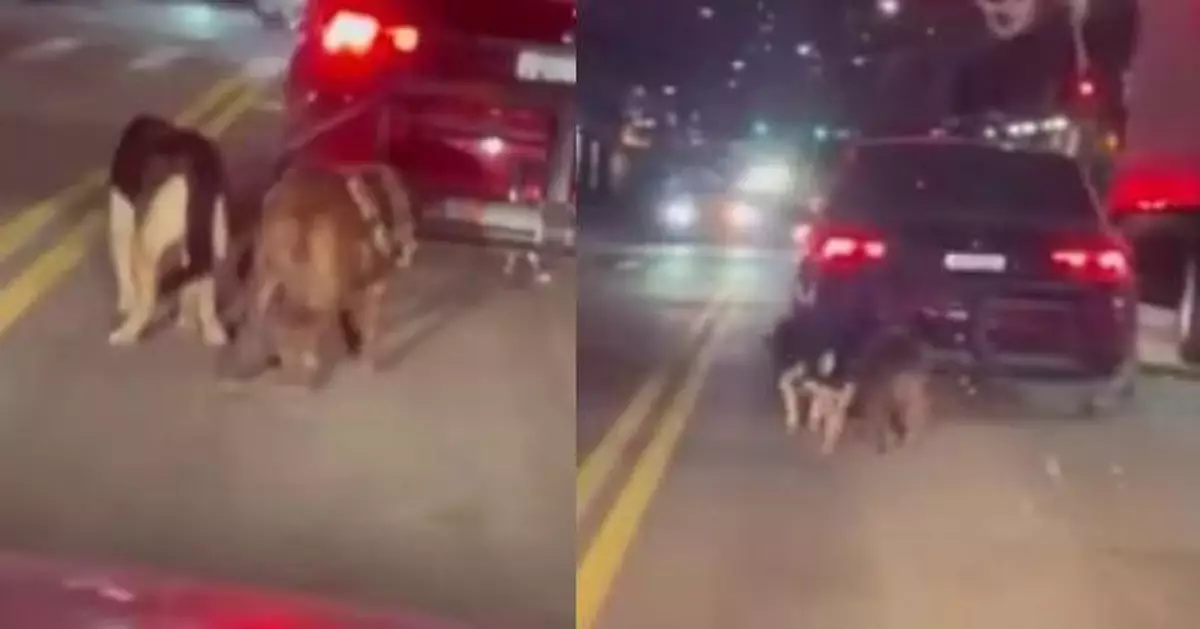 不想狗狗車內便溺 美國男飼主將兩寵物犬拴車尾沿街拖行致重傷遭起訴