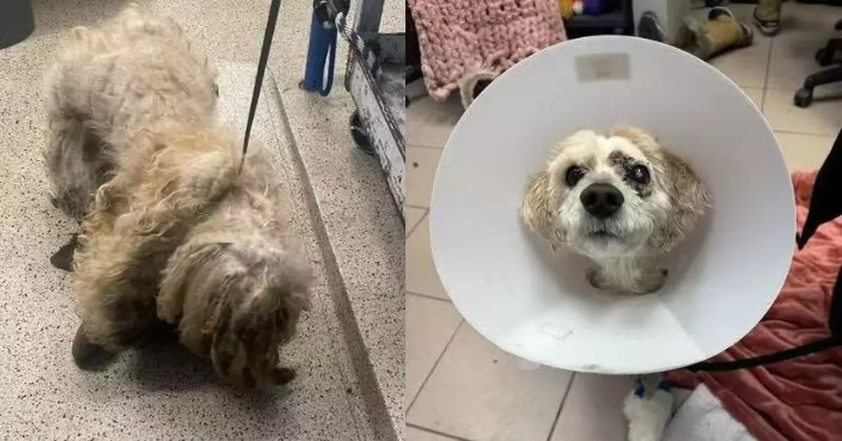 毛髮厚重打結似「破布」 狗狗剃毛後露可愛模樣驚呆救援人員