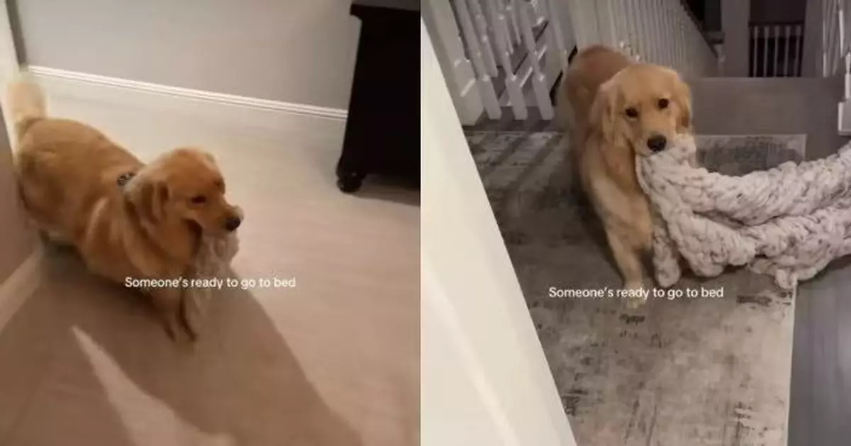 生活作息規律過人類！黃金獵犬每晚準時叼被用眼神催主人瞓覺