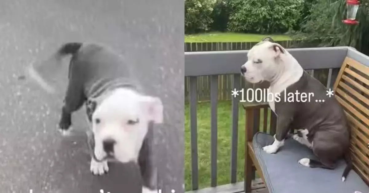 獲保證「唔會長大」 美飼主買比特犬幼犬回家養暴風成長至逾45KG