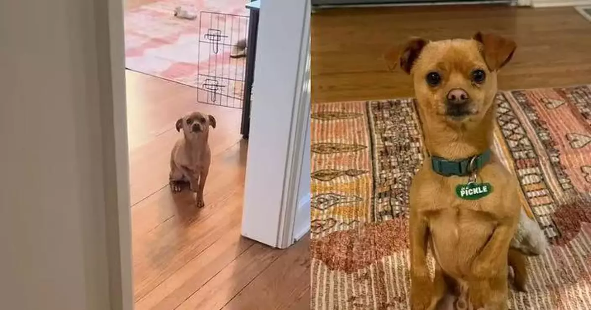 服藥後昏睡12小時 美國女醒來驚見忠犬坐門外苦等露擔憂神情感動不已