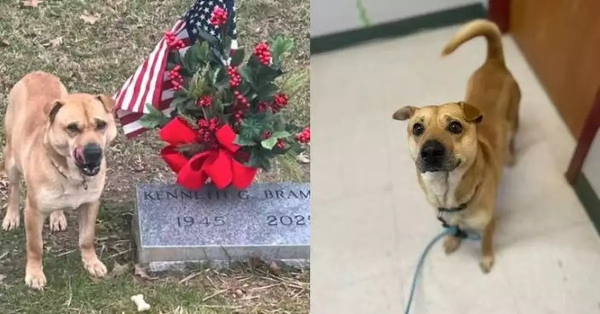 流浪犬闖墓園靜坐墓碑前被誤會替主人守墓 真相曝光被送收容所待領養