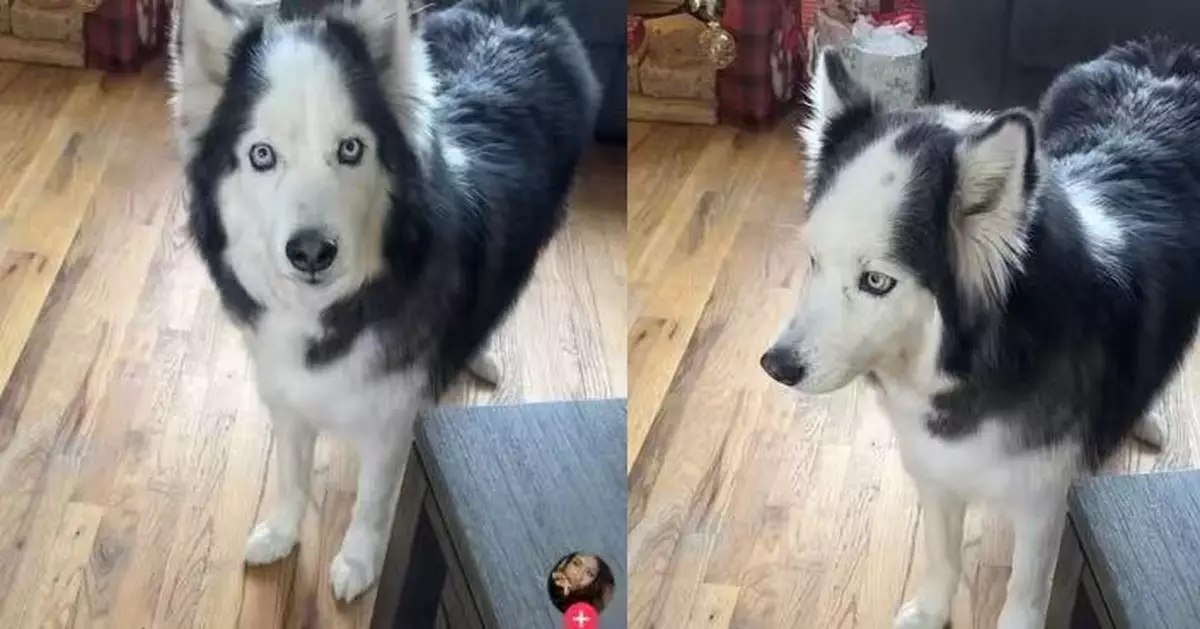 額頭中央長大片白色毛髮 哈士奇犬因「地中海禿頭」造型爆紅