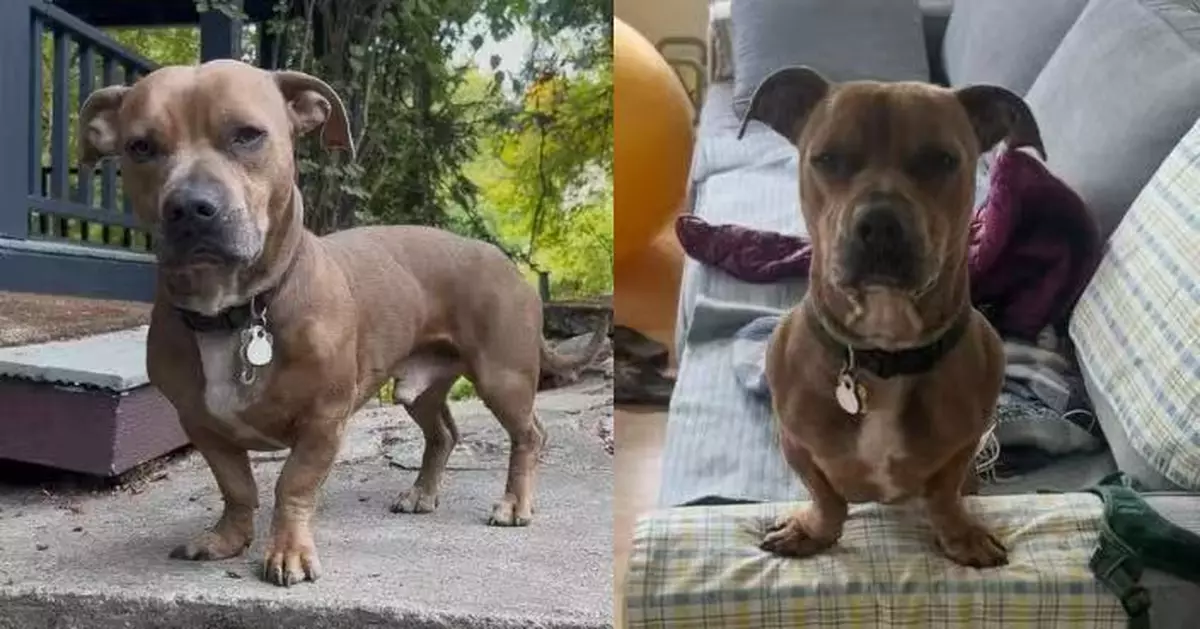 混種基因造就奇特外型 米克斯犬長方正霸氣頭部配超萌短腿似修圖