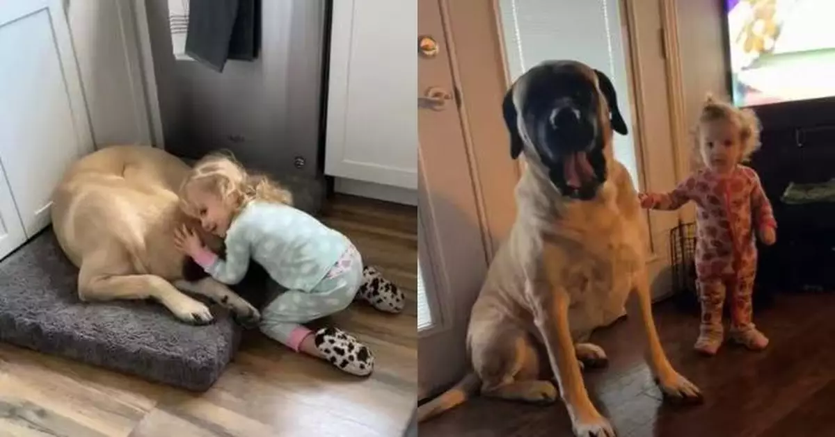 多次被退回收容所缺安全感 巨型獒犬獲新飼主堅持領養變暖心「孩童守護者」