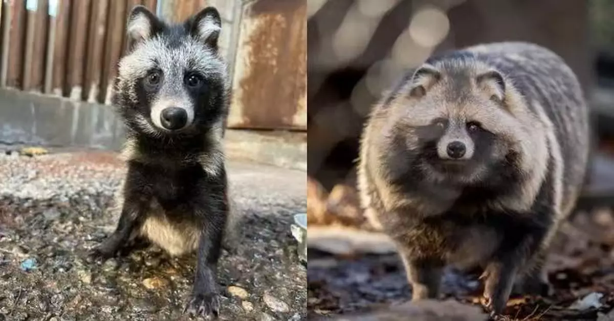 獲救2年「大變身」 日動物園纖瘦狸貓體型暴脹變圓潤 對比照萌翻網民