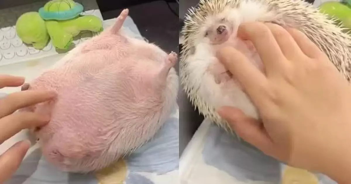 翻肚熟睡露粉色腹部似圓潤「肉球」 刺蝟遭主人輕撫身體即豎起尖刺