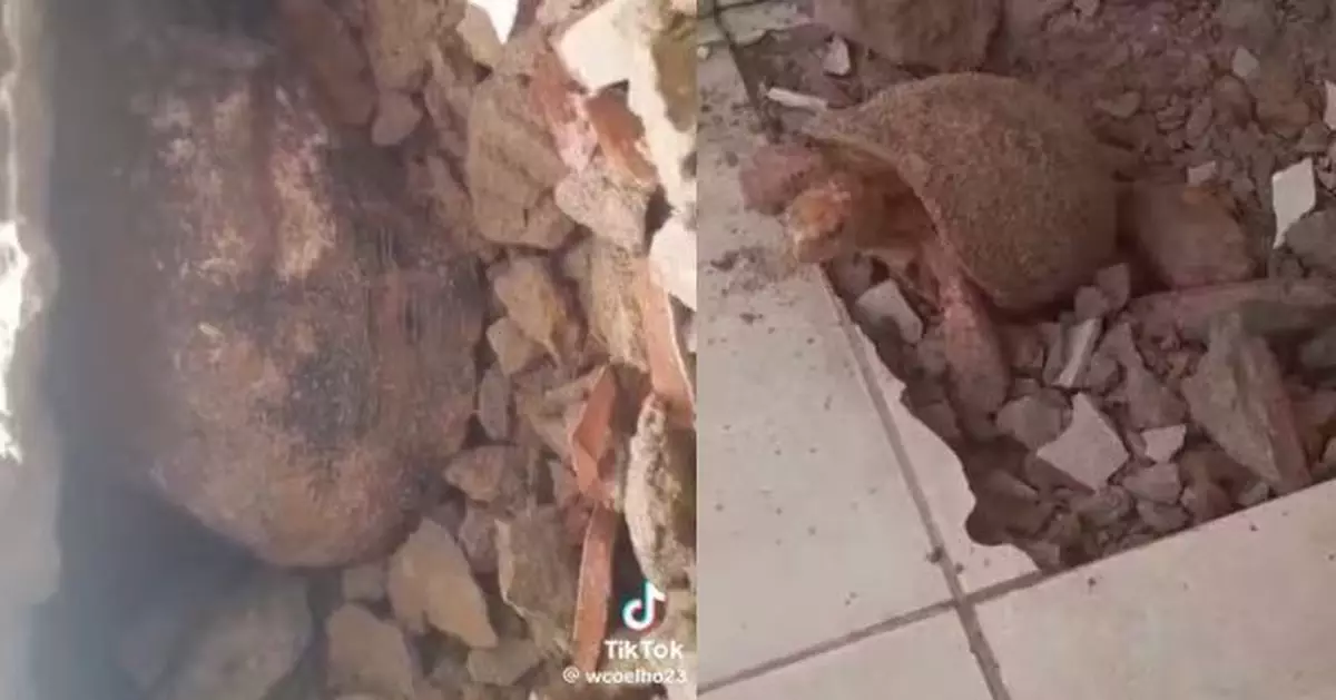 巴西屋主翻修屋企揭地板下藏活陸龜 疑被困近10年仍奇蹟存活