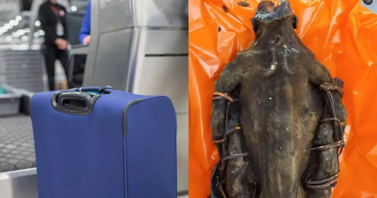 慎入！剛果旅客行李夾裝「靈長類木乃伊乾屍」入美遭查獲 驚悚用途曝光