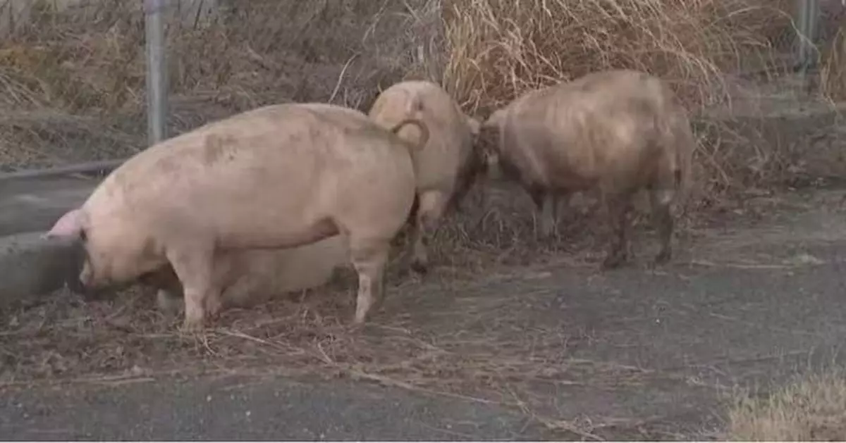逾10隻豬逃脫闖高速公路「大逃亡」 日警方緊急封路圍捕