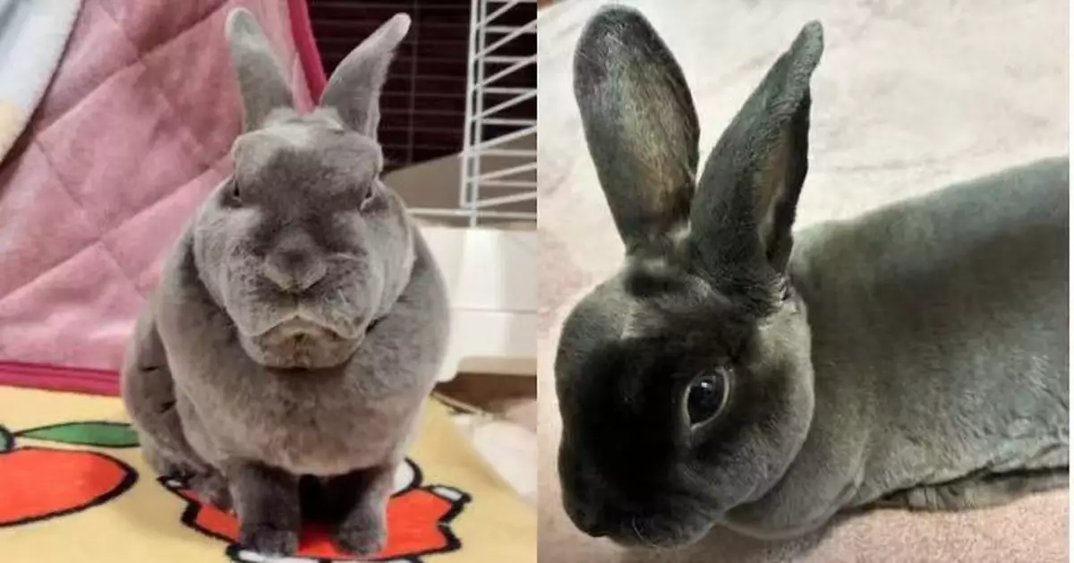 日本兔仔影相似「老成阿叔」 換角度拍即回春變可愛「判若兩兔」