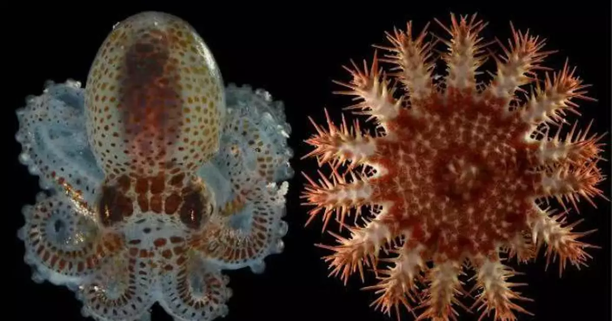 美科研團隊自深潛關島回收8年監測數據 揭逾20種潛在新物種並偵測深海暖化