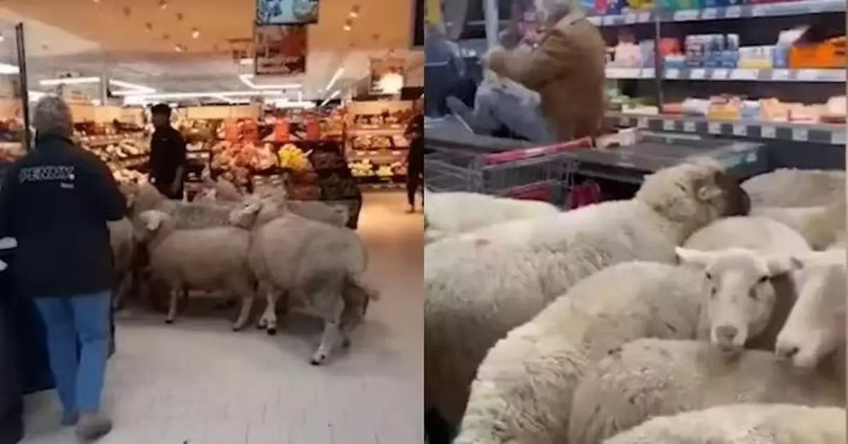 綿羊大軍入侵德國超市 50隻羊擠爆收銀台撞翻貨架場面失控