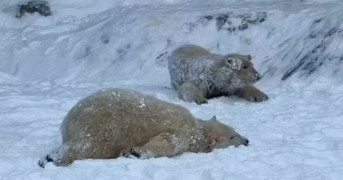 有片！雪地變遊樂場 匈牙利動物園北極熊BB首次玩雪興奮翻滾萌爆網民