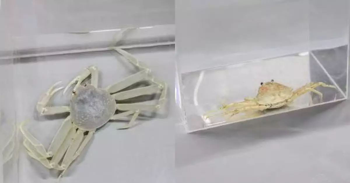 日漁民捕獲一雄一雌罕見「全白」松葉蟹 送水族館研究展出