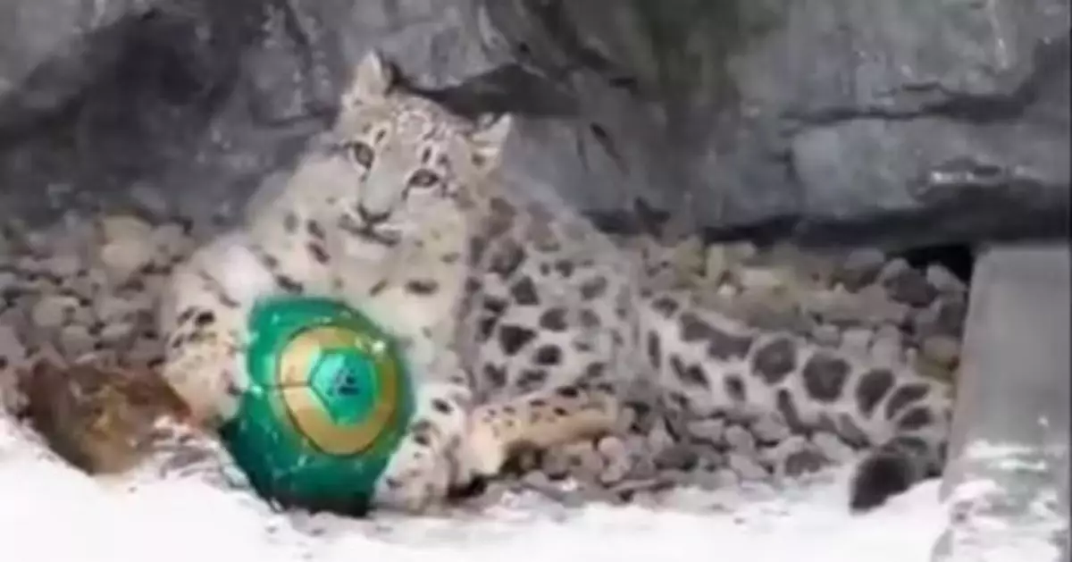 疑憂媽媽搶新足球 日動物園小雪豹叼波藏高處 卻見意外滑落傻眼