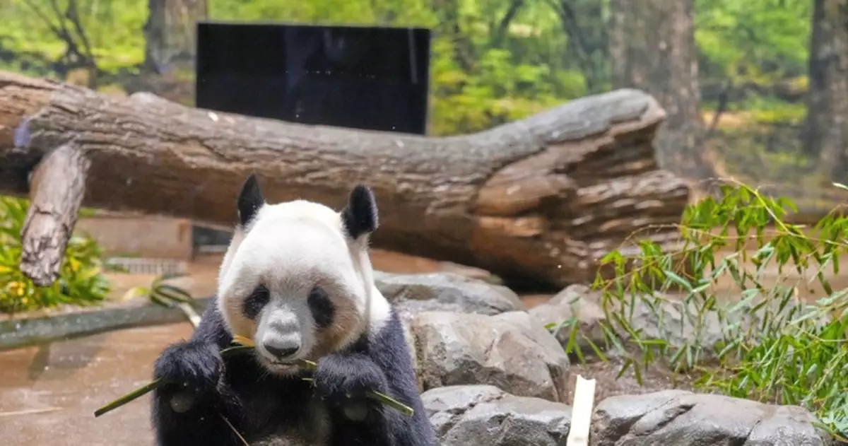旅日大熊貓「曉曉」和「蕾蕾」獲專家護送抵成都 接受隔離檢疫