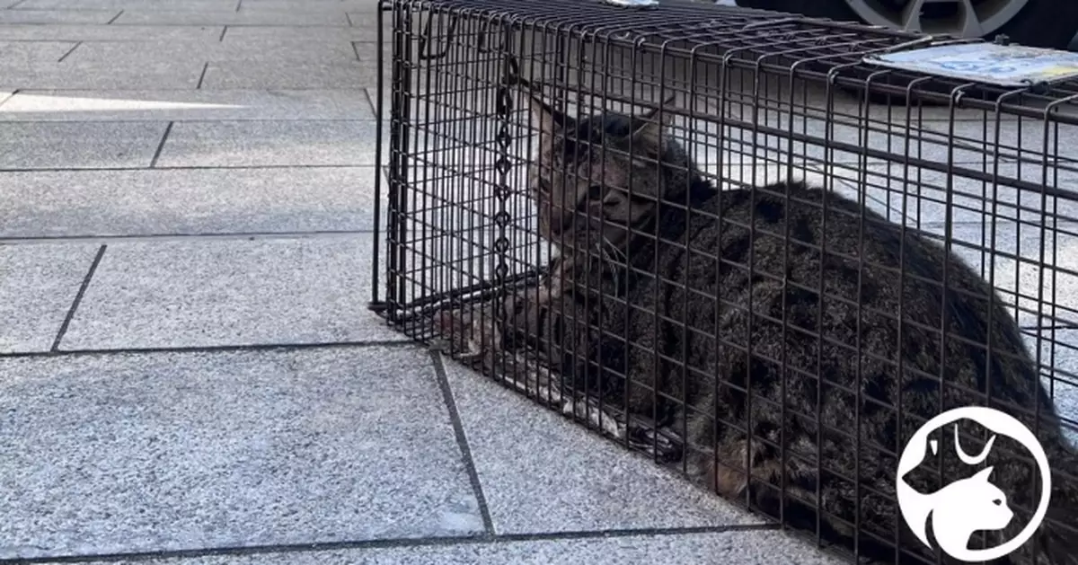 大埔五級火｜愛協元旦及聖誕節置貓籠 宏仁閣寵物貓奇蹟生還 與主人重聚　