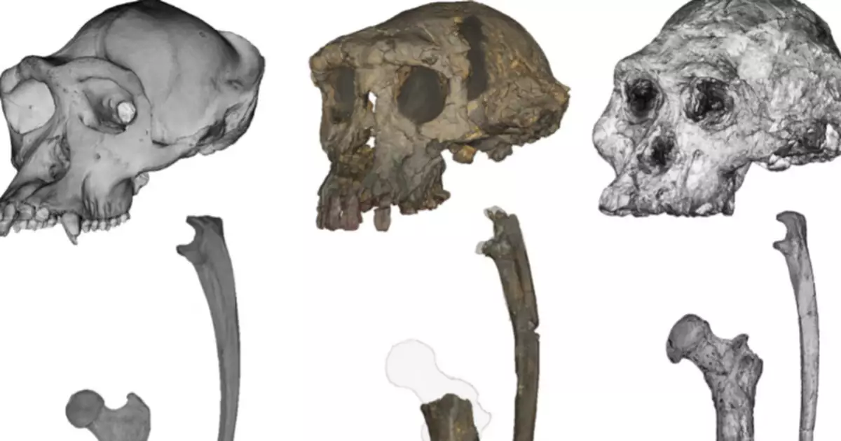 最早人類祖先？科學研究揭700萬年化石真相：1構造證實會直立