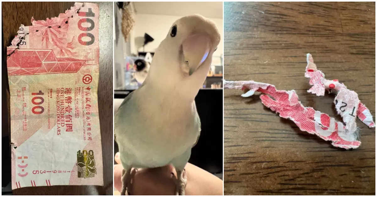 百厭牡丹鸚鵡肢解主人「紅杉魚」  網民教路有得救