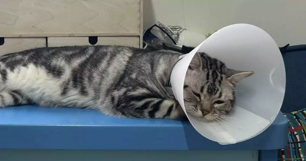 調查：寵物主人低估寵物危疾風險及相關醫療費用