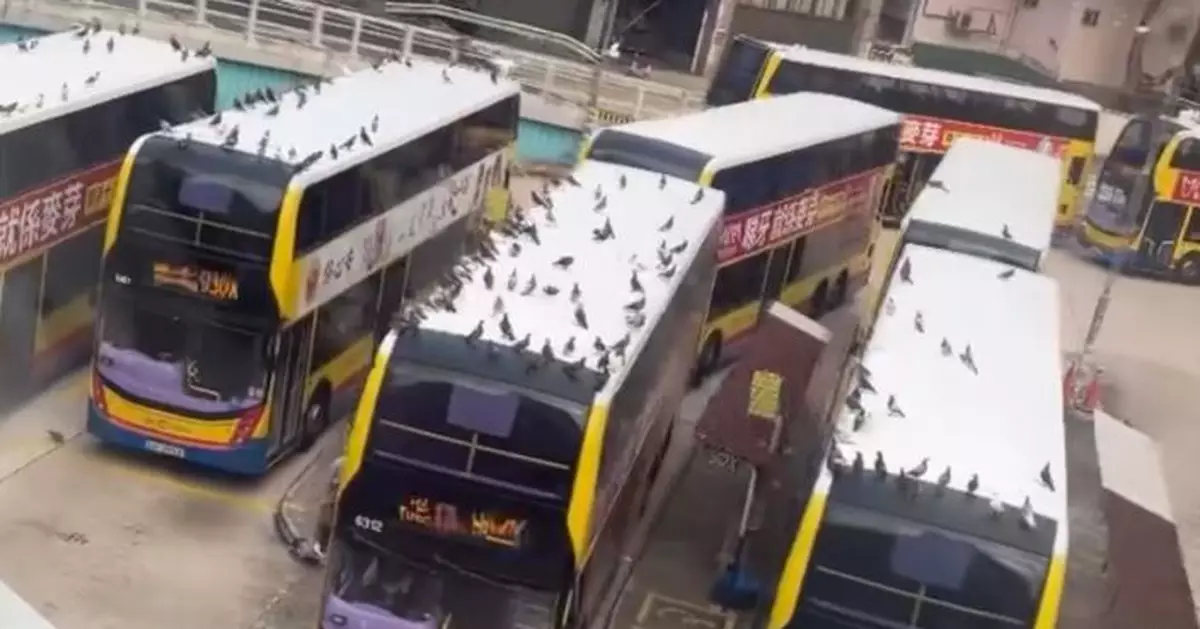 摩頓台巴士總站驚見上百野鴿聚集 巴士車頂開Party網揭某原因所致