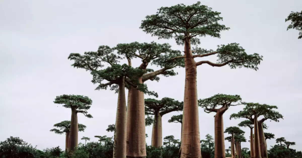 金沙薩最後百年猴麵包樹 面臨砍伐危機 環保組織急救「城市象徵」