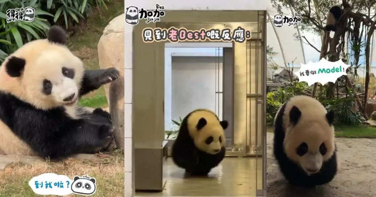 家姐PandaWalk優雅內八碎步走 聽見老Best呼喚開心到彈下彈下