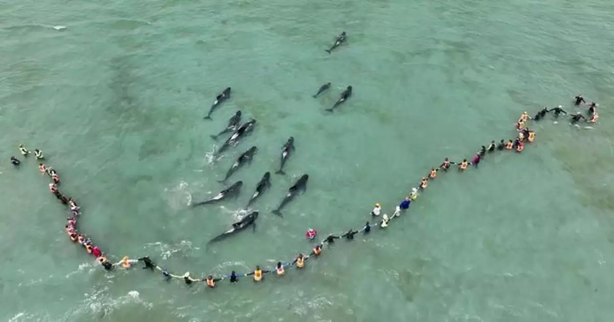 新西蘭領航鯨集體擱淺 3天全力救援 仍有15條未脫困