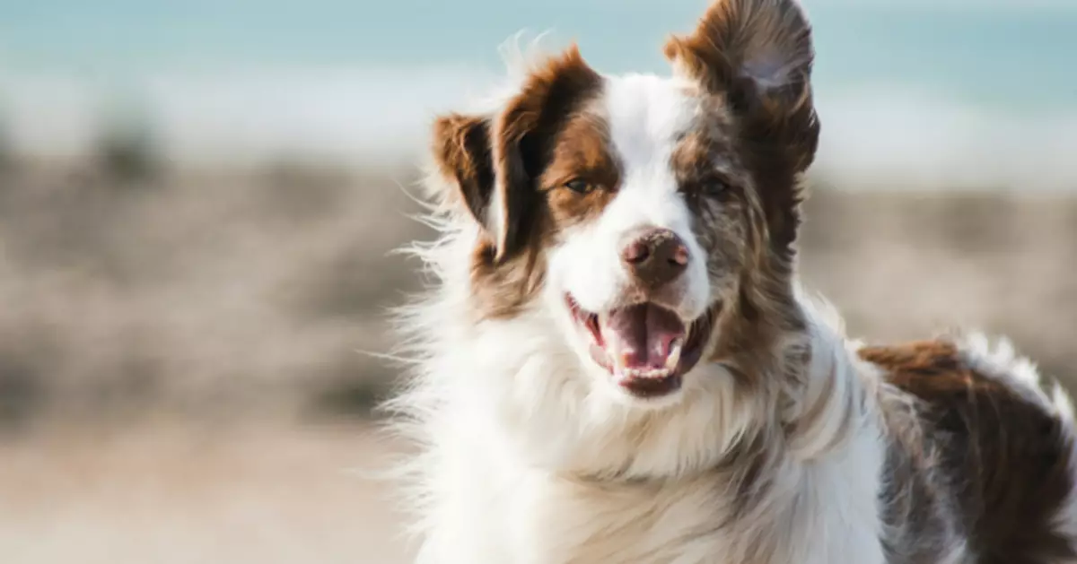 巴黎人行道漏電電死狗　狗主：踩雪散步變死亡之旅