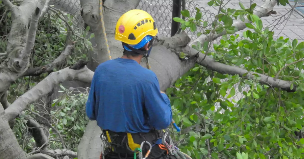 嫌麻煩直接斬！奧克蘭女擅砍鄰居「受保護古樹」遭重罰逾7.2萬