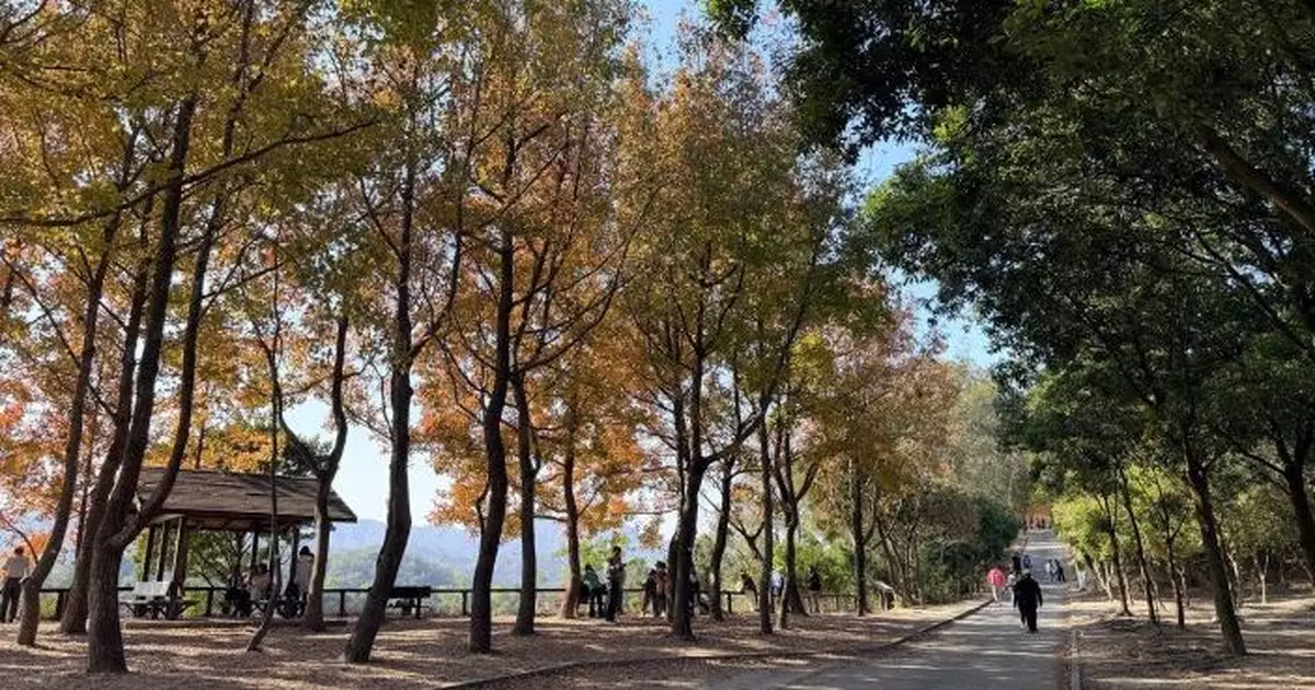 大棠及流水響等公共運輸服務假期加強　應對到郊外觀賞紅葉人流