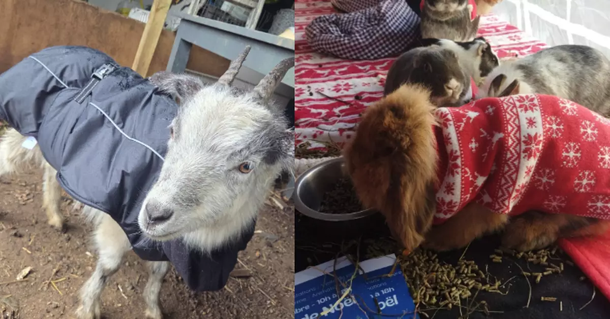 法國農場寒冬送暖 豬有電氈雞有燈 流浪公雞搵到家