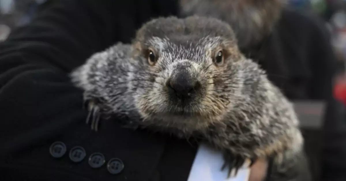 州長阻止引進外州土撥鼠 新州「土撥鼠日」恐停擺