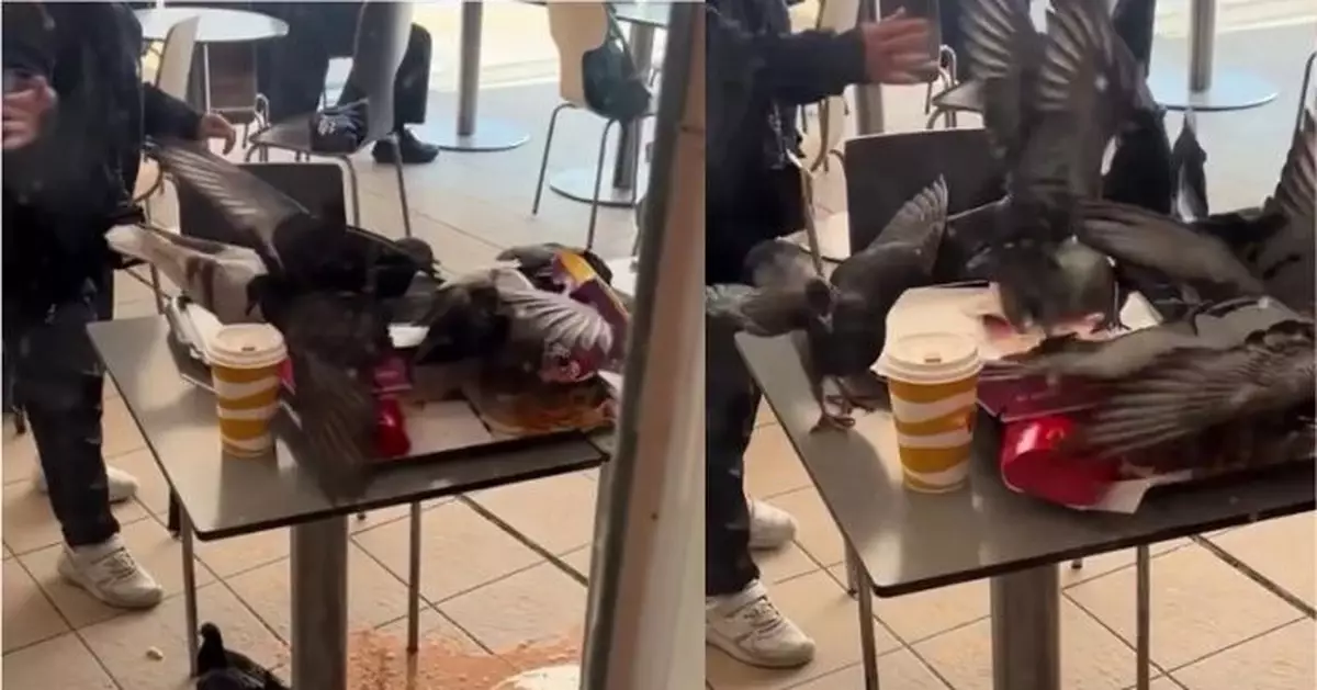九龍公園野鴿肆無忌憚佔餐枱搶食 附近打工仔：日日都係咁，好恐怖！