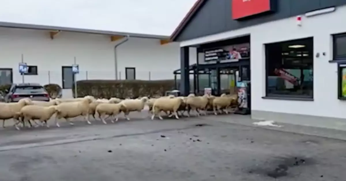 德國小鎮50綿羊誤闖超市20分鐘 超市幽默回應：可能嚟搵特價