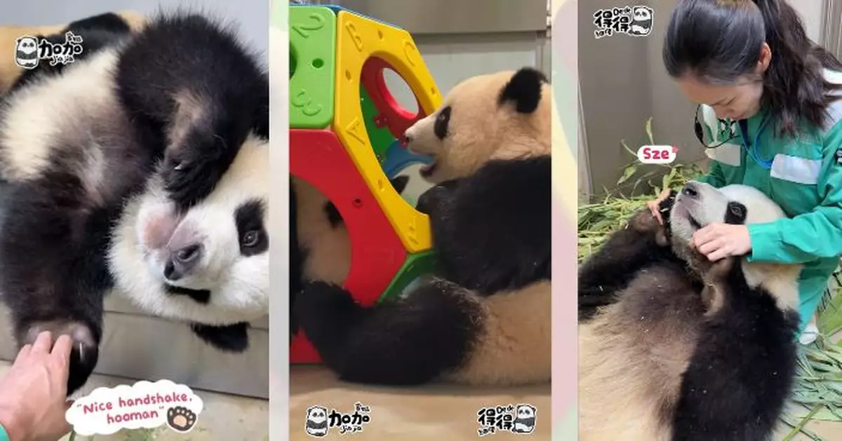 家姐細佬解鎖新玩具「七彩火車捐山窿」 奶媽寵愛日常瞓大髀按摩