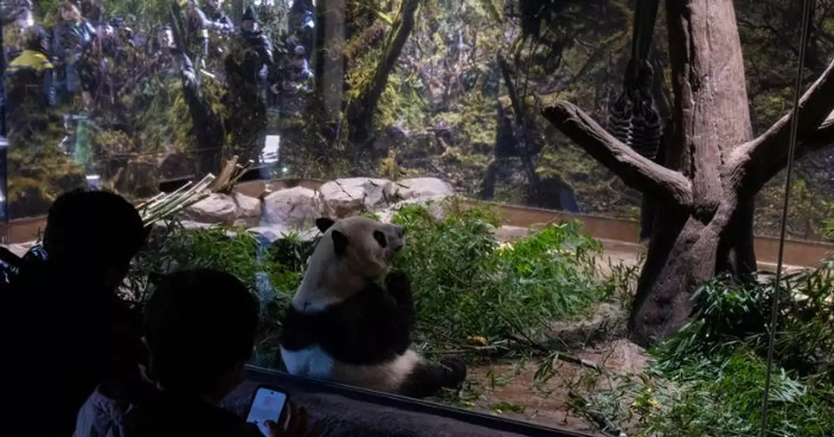 旅日大熊貓最後展出 入園預約超額逾20倍