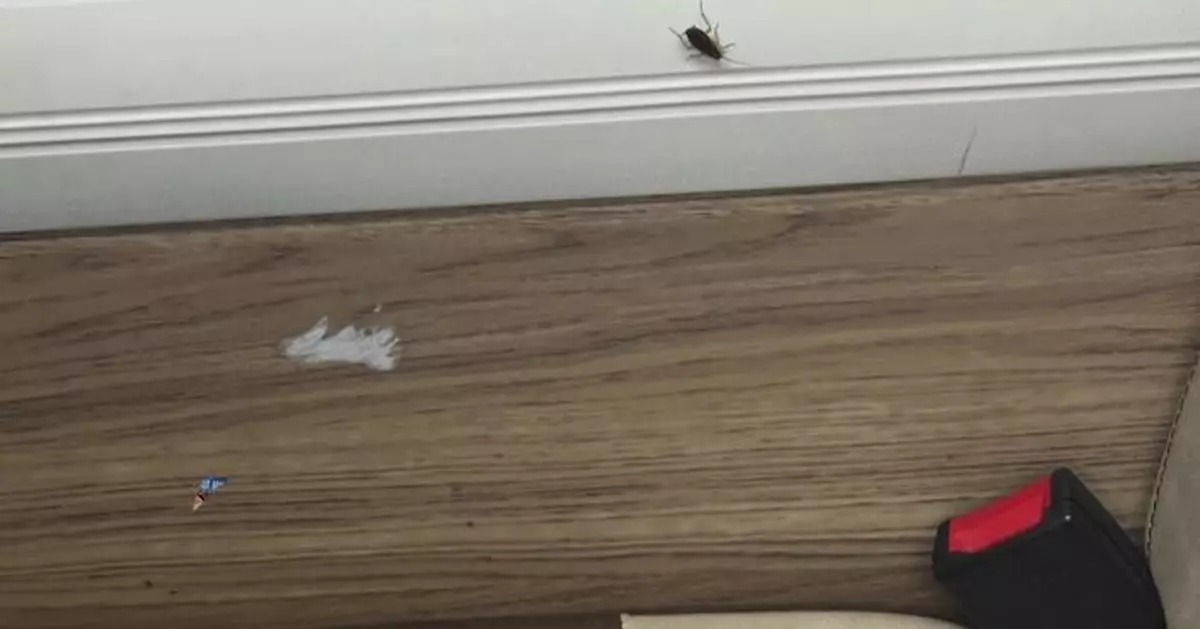 女乘客搭巴士戴安全帶驚遇曱甴 網笑：本身有安樂窩嚇到走晒出嚟！