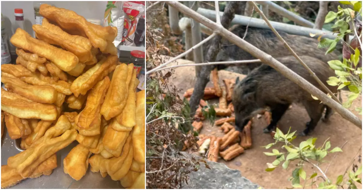 將軍澳街坊直擊淡定野豬狂食「油炸鬼」 網友：伙記叫多一碗白粥！