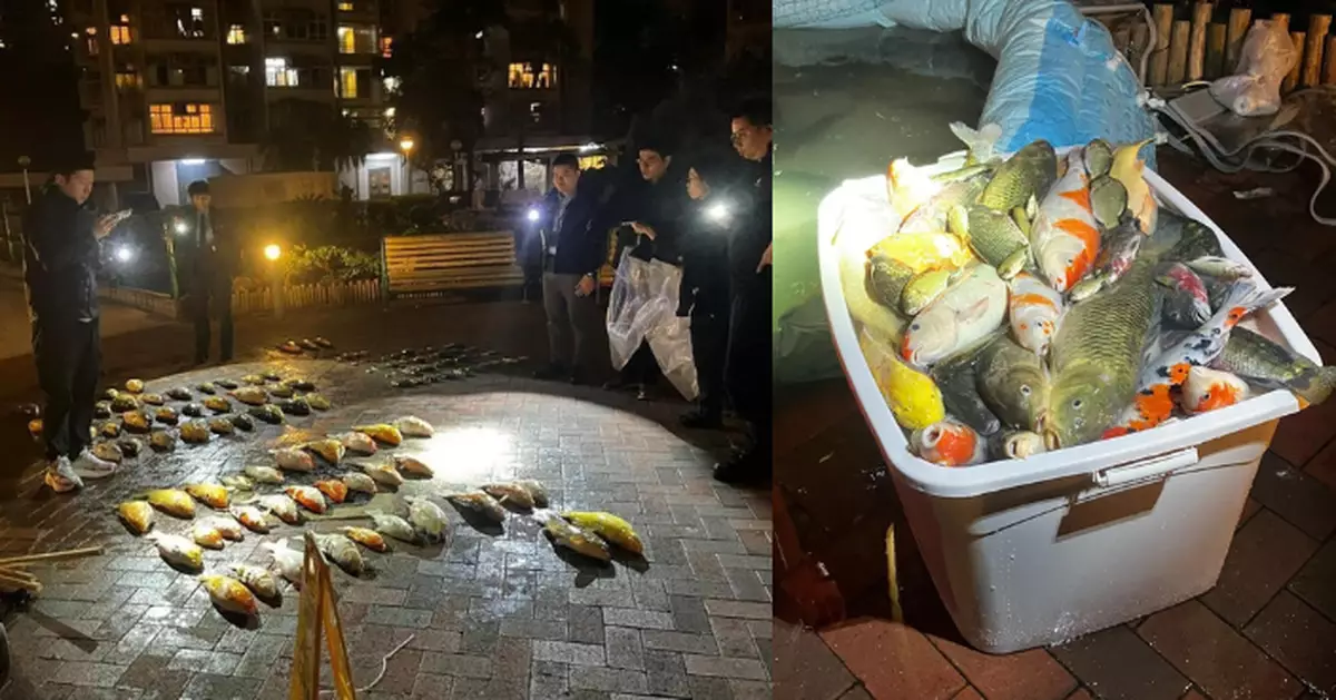 景林邨疑洗魚池致過百條魚死亡 清潔公司管工據悉涉殘酷對待動物被捕