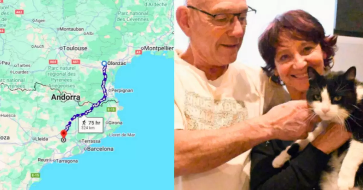 貓界奇蹟！法國貓徒步250公里穿越兩國重返主人懷抱
