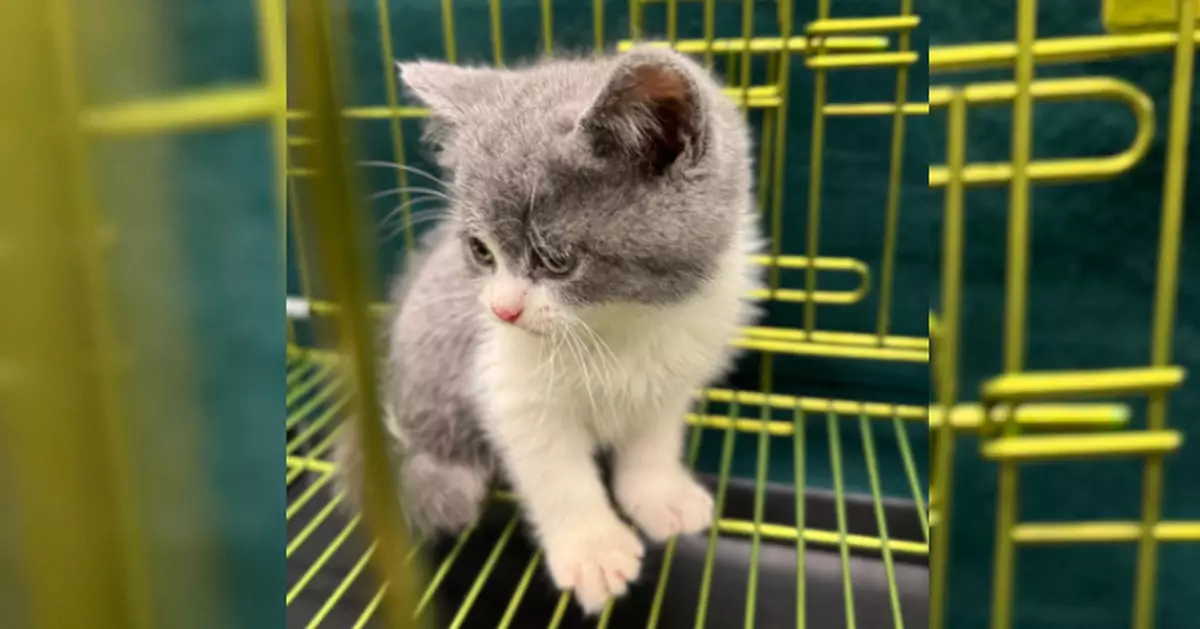 海關羅湖截查62歲抵港男 背包內檢獲值2萬元懷疑非法進口貓