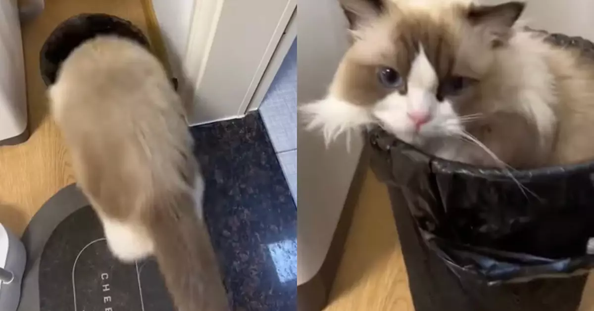 布偶貓鑽入垃圾桶當窩 流暢翻身一氣呵成 網民看呆：這才是牠的豪宅